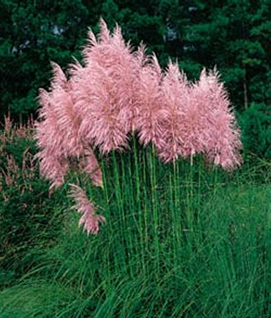Iarba de pampaz roz 1.20 - 1.70 m / Cortaderia sell.Pink Feather/ gradina-noastra