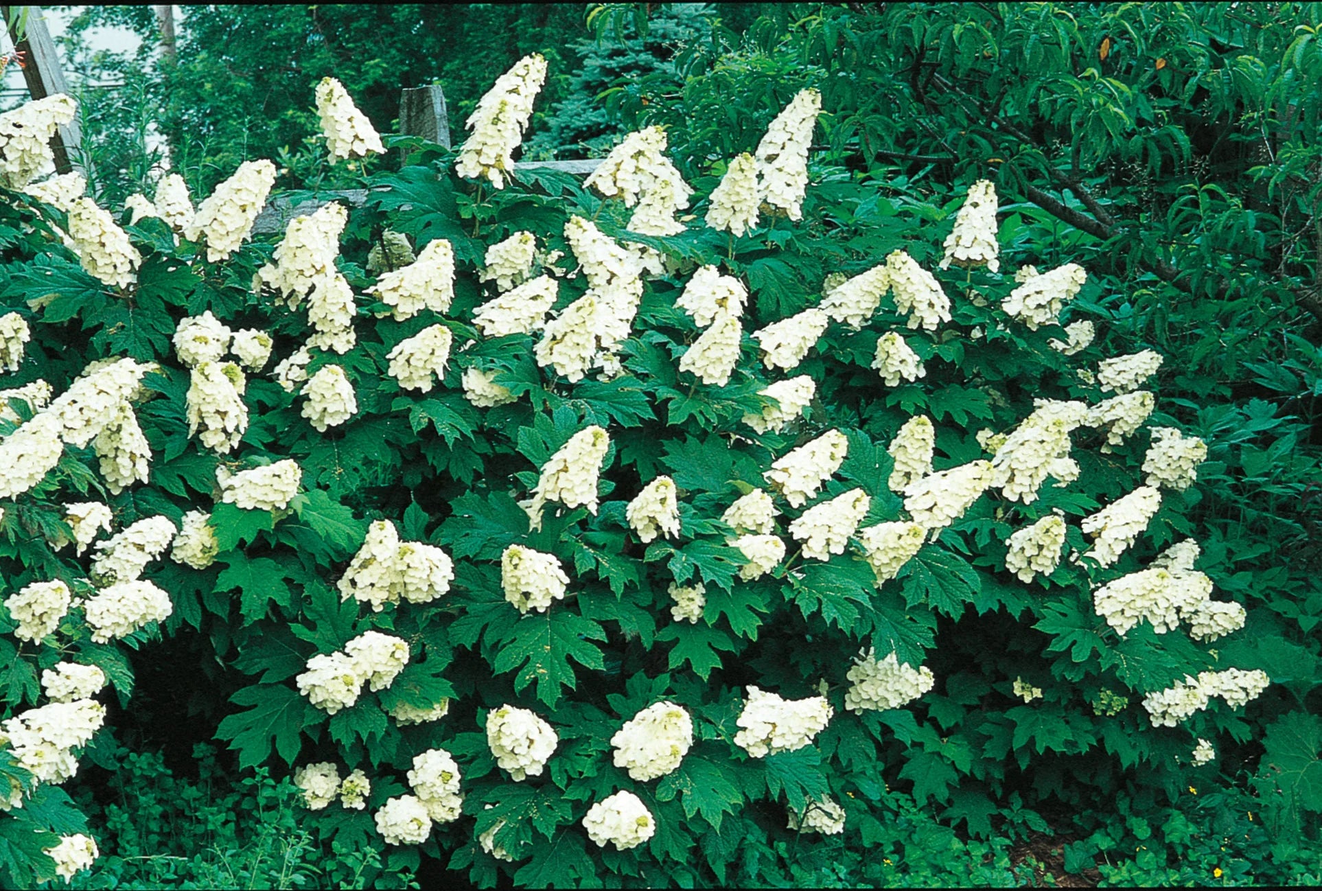 Hortensia "Quercifolia" 0.50 - 0.70 m / Hydrangea quercifolia/ by gradina-noastra