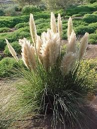 Iarba de pampaz alba 1.20 m / Cortaderia sell.Pumila/ gradina-noastra