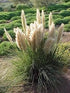 Iarba de pampaz alba 1.20 m / Cortaderia sell.Pumila/ gradina-noastra