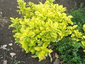 Voiniceriu japonez auriu 0.20 -0.40 m / Euonymus "Emerald Gold"/ gradina-noastra