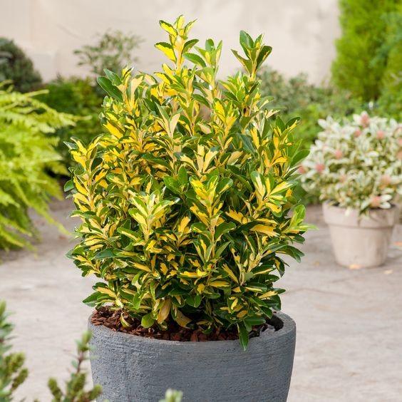 Euonymus "Aureopictus" 0.60 -0.80 m / Euonymus japonicus "Aureopictus"/ gradina-noastra