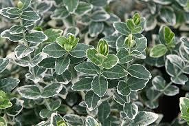 Voiniceriu japonez argintiu 0.20 - 0.40 m / Euonymus japonicus "President Gauthier"/ gradina-noastra