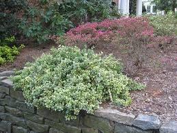 Voiniceriu japonez argintiu 0.20 - 0.40 m / Euonymus japonicus "President Gauthier"/ gradina-noastra