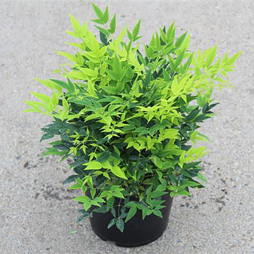 Bambus sfant " Magical " 0.40 - 0.60 m / Nandina domestica "Magical"/ by gradina-noastra