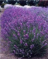 Lavanda "Hidcote" 0.20 m - 0.30 m / Lavandula ang. "Hidcote" / gradina-noastra