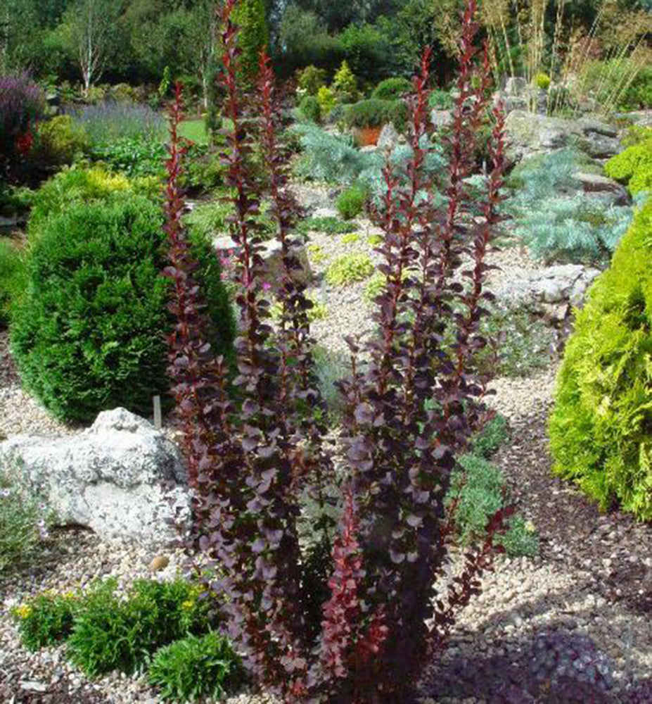 Dracila "Red Tower " /Berberis thunbergii "Red Tower"/ by gradina-noastra