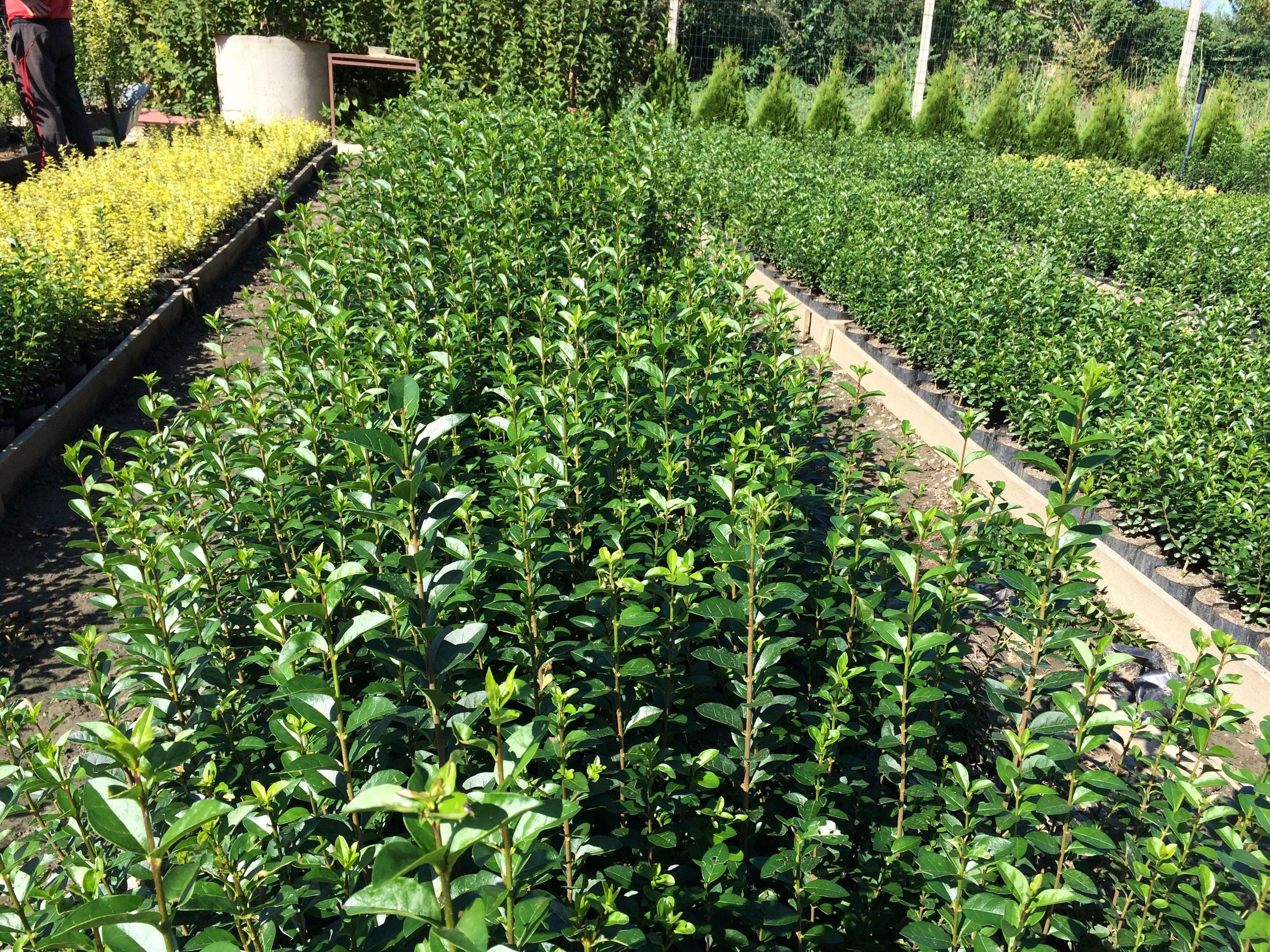 Lemn câinesc verde 0.40 - 1.00 m / Ligustrum Ovalifolium / gradina-noastra