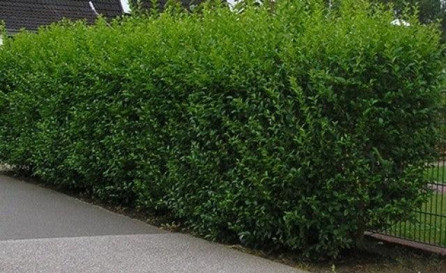 Lemn câinesc verde 0.40 - 1.00 m / Ligustrum Ovalifolium / gradina-noastra