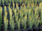 Lemn câinesc auriu 0.40 - 1.00 m / Ligustrum Ovalifolium Aureum / gradina-noastra