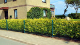 Lemn câinesc auriu 0.40 - 1.00 m / Ligustrum Ovalifolium Aureum / gradina-noastra