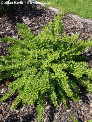 Lonicera 0.60 - 0.80 m / Lonicera nitida "Maigruen" / gradina-noastra