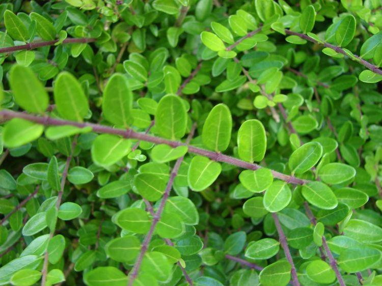 Lonicera 0.60 - 0.80 m / Lonicera nitida "Maigruen" / gradina-noastra