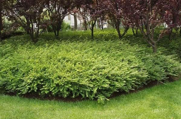 Lonicera 0.60 - 0.80 m / Lonicera nitida "Maigruen" / gradina-noastra