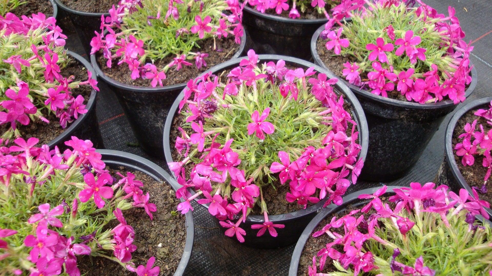 Phlox 3 culori 0.20 m - 0.40 m / Phlox Subulata / gradina-noastra