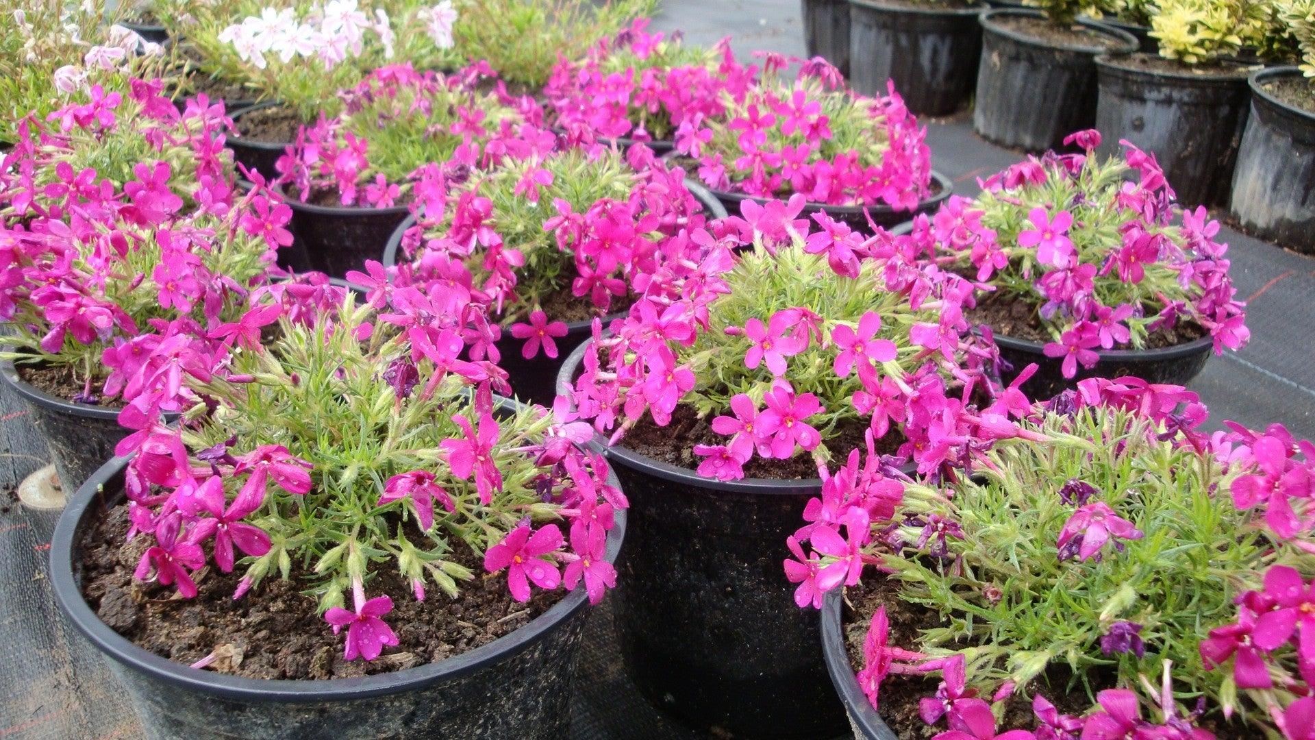 Phlox 3 culori 0.20 m - 0.40 m / Phlox Subulata / gradina-noastra
