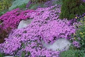 Phlox 3 culori 0.20 m - 0.40 m / Phlox Subulata / gradina-noastra
