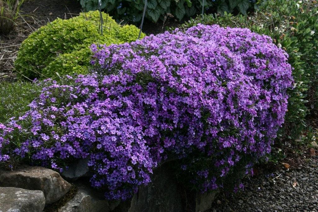 Phlox 3 culori 0.20 m - 0.40 m / Phlox Subulata / gradina-noastra