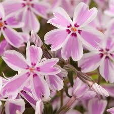 Phlox 3 culori 0.20 m - 0.40 m / Phlox Subulata / gradina-noastra