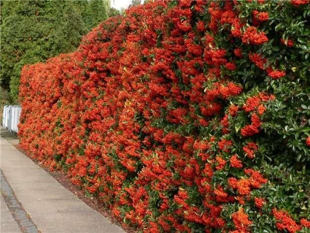 Catina ornamantala portocalie"Orange Glow " 1.70 - 2.00 m / Pyracantha coccinea "Orange Glow "/ gradina-noastra