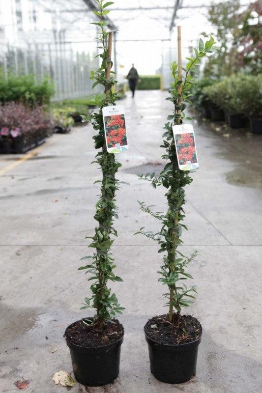 Catina ornamantala portocalie"Orange Glow " 1.70 - 2.00 m / Pyracantha coccinea "Orange Glow "/ gradina-noastra