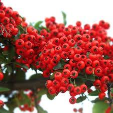 Catina ornamantala rosie "Ventoux Red" 1.70 - 2.00 m / Pyracantha coccinea "Ventoux Red"/ gradina-noastra