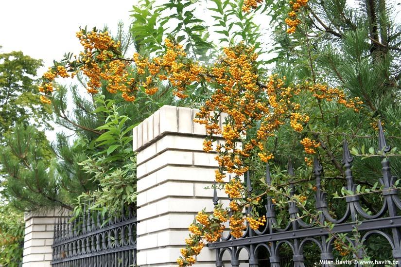 Catina ornamantala galbena 1.20 - 1.50 m / Pyracantha coccinea "Soleil D,or"/ gradina-noastra