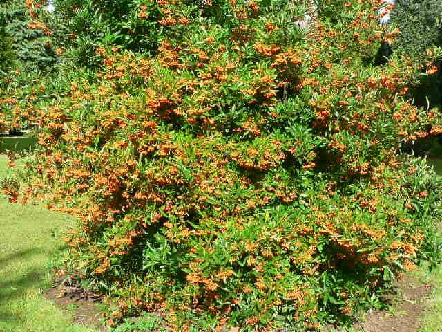 Catina ornamantala galbena 1.20 - 1.50 m / Pyracantha coccinea "Soleil D,or"/ gradina-noastra