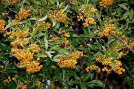 Catina ornamantala galbena 1.20 - 1.50 m / Pyracantha coccinea "Soleil D,or"/ gradina-noastra