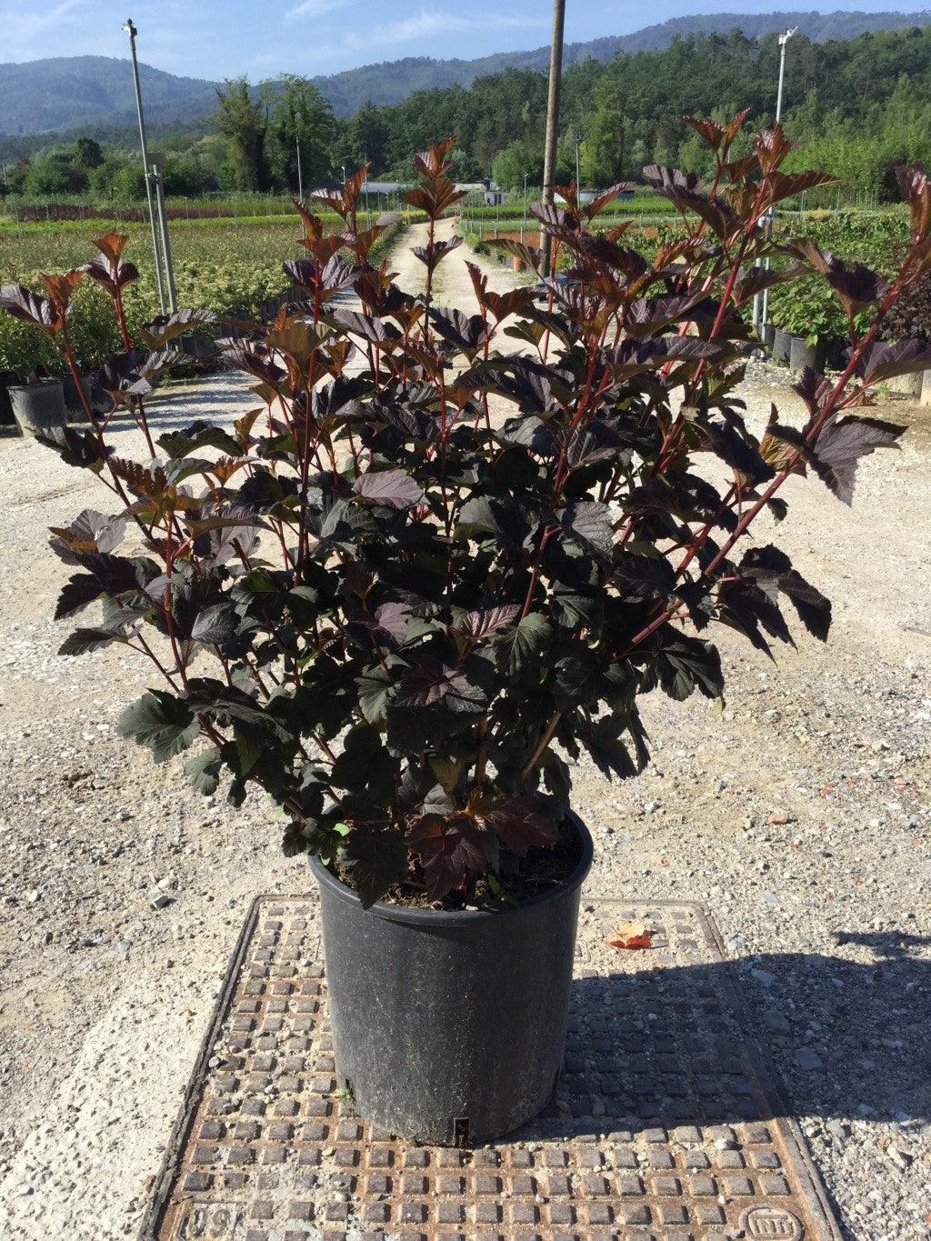 Physocarpus "Diabolo" 1.00 - 1.20 m / Physocarpus opulifolius "Diabolo"/ gradina-noastra