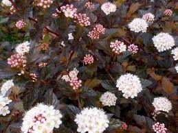 Physocarpus "Diabolo" 1.00 - 1.20 m / Physocarpus opulifolius "Diabolo"/ gradina-noastra
