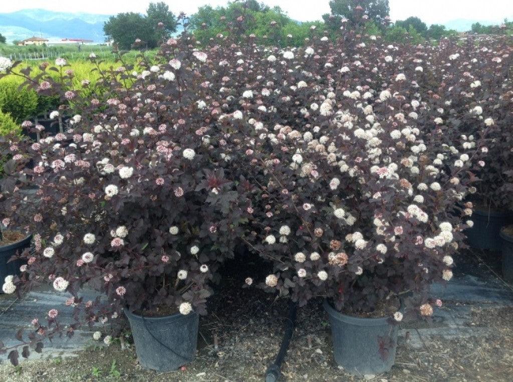 Physocarpus "Diabolo" 1.00 - 1.20 m / Physocarpus opulifolius "Diabolo"/ gradina-noastra