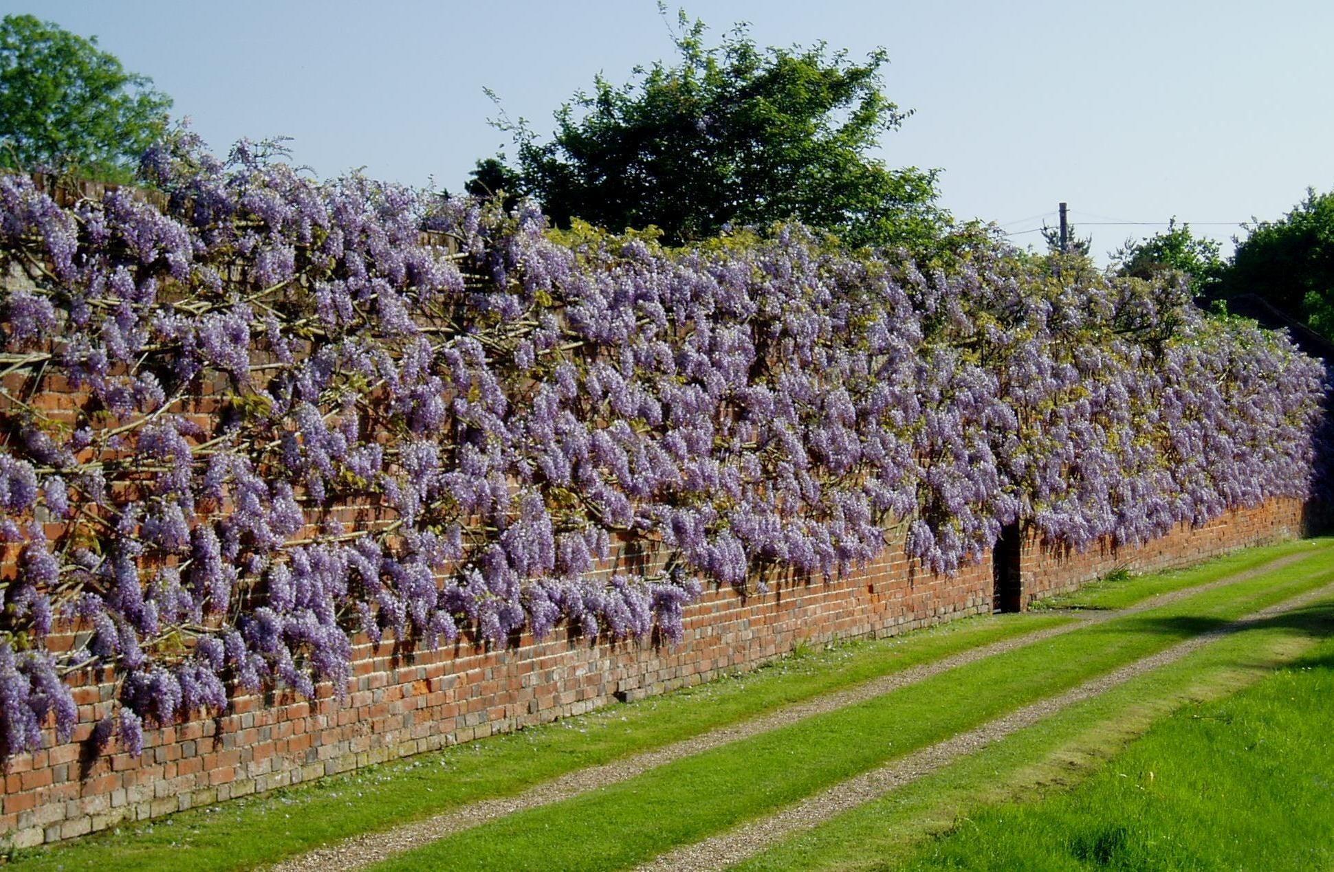 Glicina chinezească 2.00 m / Wisteria chinensis / gradina-noastra