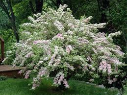 Weigela "Nana Variegata" 0.60 - 1.00 m / Weigela "Nana Variegata"/ gradina-noastra