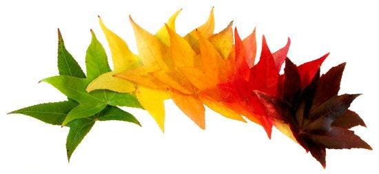 Arborele de guma multitulpinal 3.00 - 4.00 m / Liquidambar styraciflua / gradina-noastra