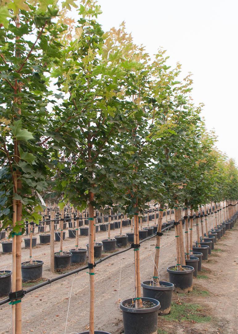 Artar "Pacific Sunset" 2.50 - 3.50 m / Acer "Warrenred" Pacific Sunset / gradina-noastra