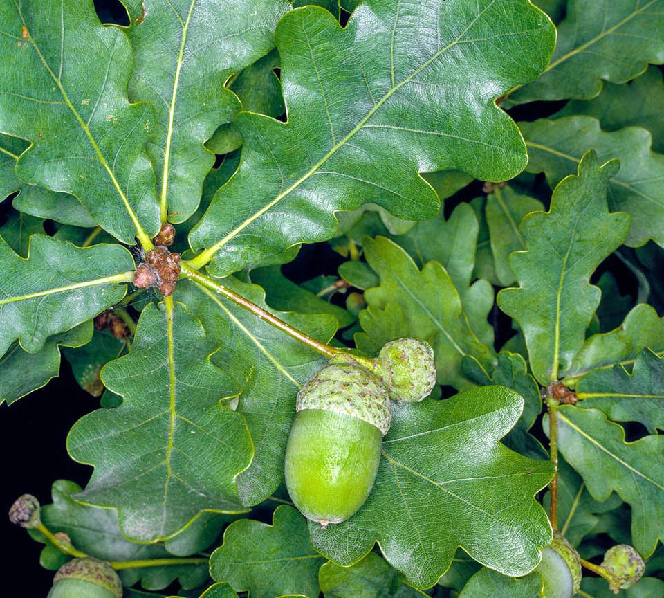 Stejar pedunculat 3.00 - 4.00 m / Quercus robur / gradina-noastra
