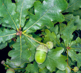 Stejar pedunculat 3.00 - 4.00 m / Quercus robur / gradina-noastra