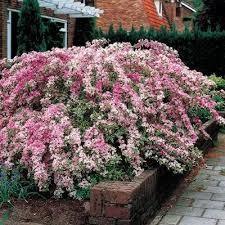 Weigela "Nana Variegata" 0.60 - 1.00 m / Weigela "Nana Variegata"/ gradina-noastra