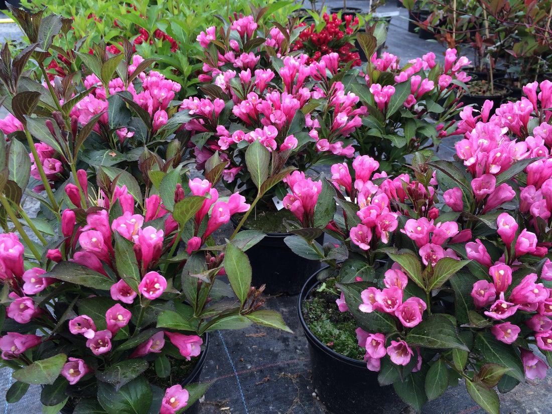 Weigela "Nana Purpurea" 0.80 - 1.00 m / Weigela "Nana Purpurea"/ gradina-noastra