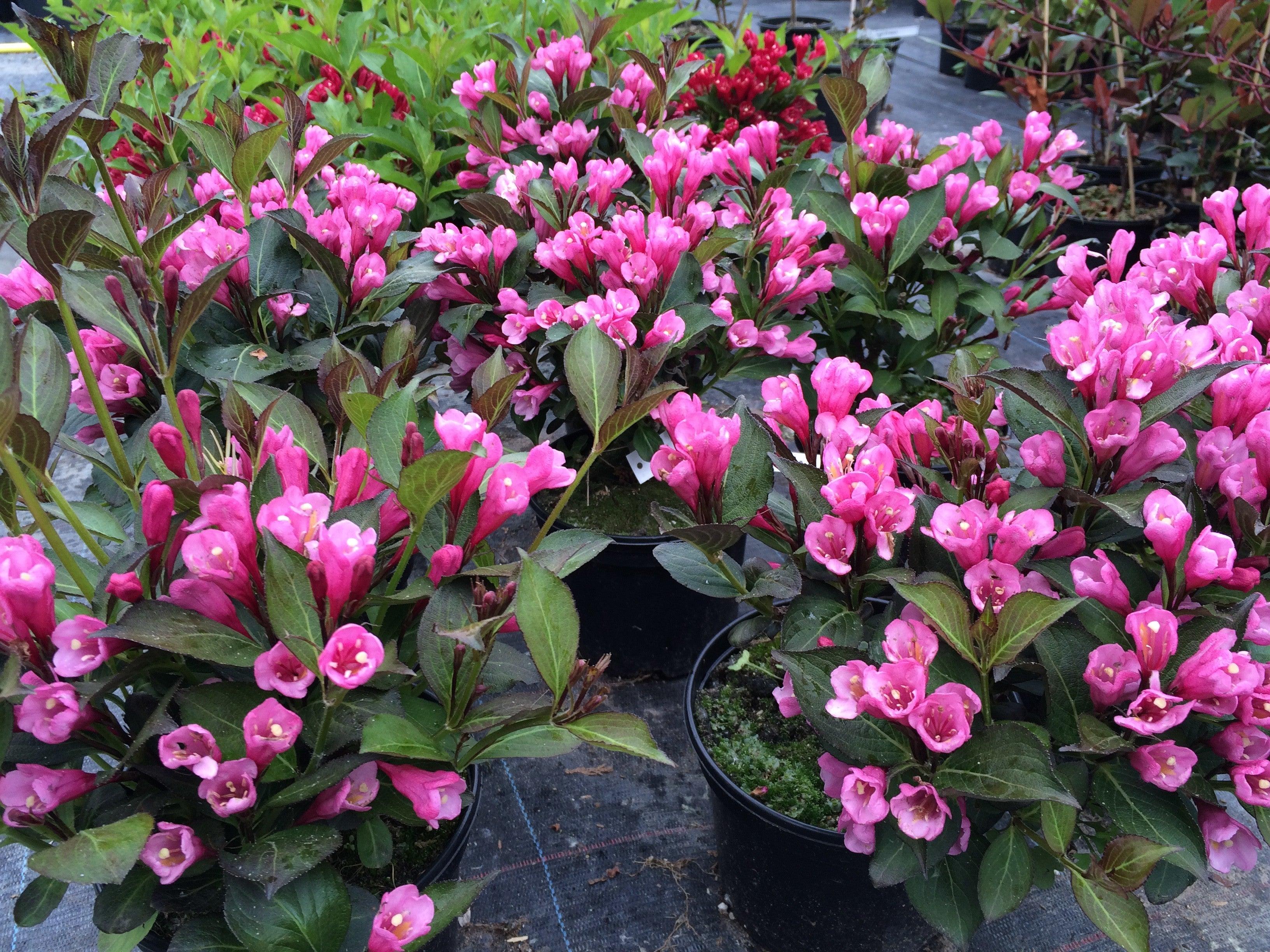 Weigela "Nana Purpurea" 0.80 - 1.00 m / Weigela "Nana Purpurea"/ gradina-noastra