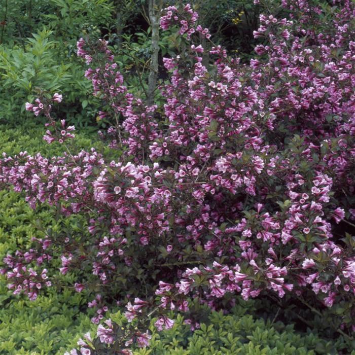Weigela "Nana Purpurea" 0.80 - 1.00 m / Weigela "Nana Purpurea"/ gradina-noastra