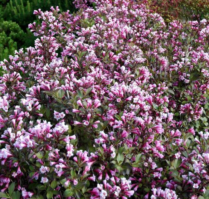 Weigela "Nana Purpurea" 0.80 - 1.00 m / Weigela "Nana Purpurea"/ gradina-noastra