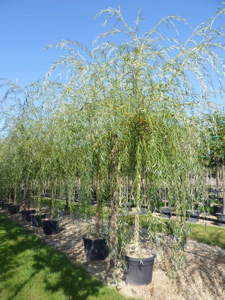 Salcie plangatoare "Aurea" 2.50 - 3.50 m / Salix babylonica "Aurea" / gradina-noastra