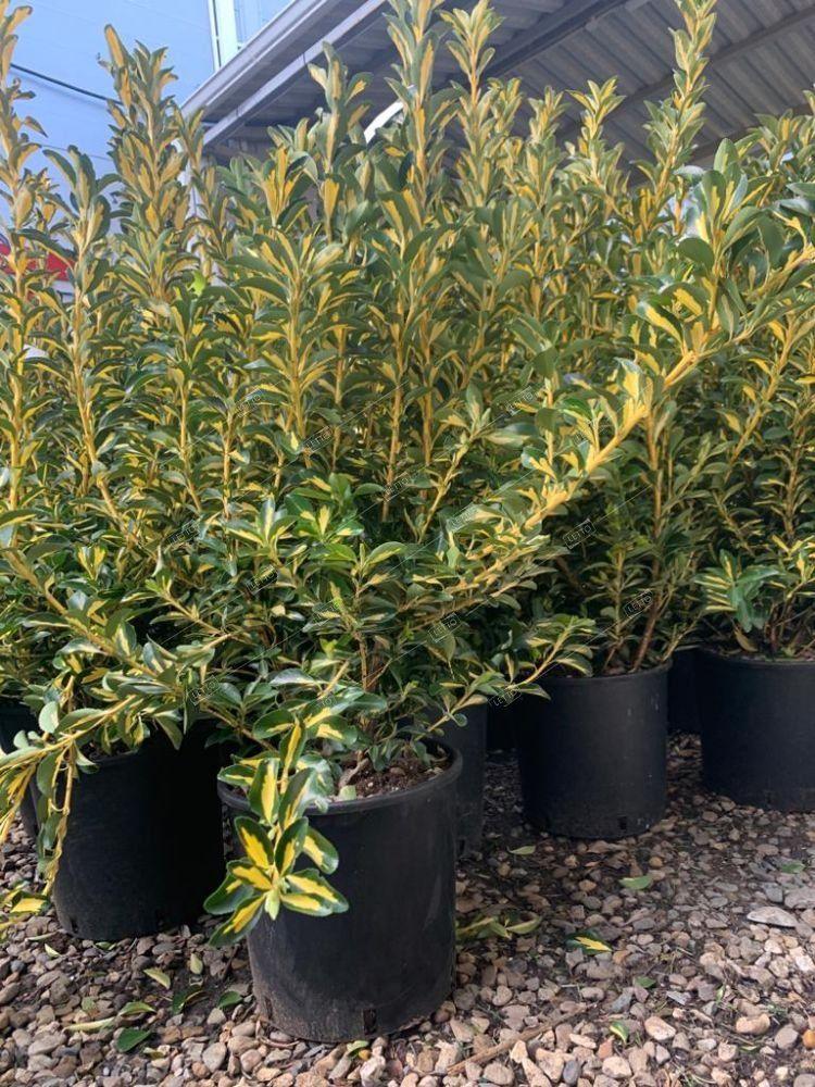 Euonymus "Aureopictus" 0.60 -0.80 m / Euonymus japonicus "Aureopictus"/ gradina-noastra