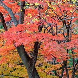 Artar japonez "Orange Dream" 1.00 - 1.30 m / Acer palmatum "Orange Dream" / gradina-noastra