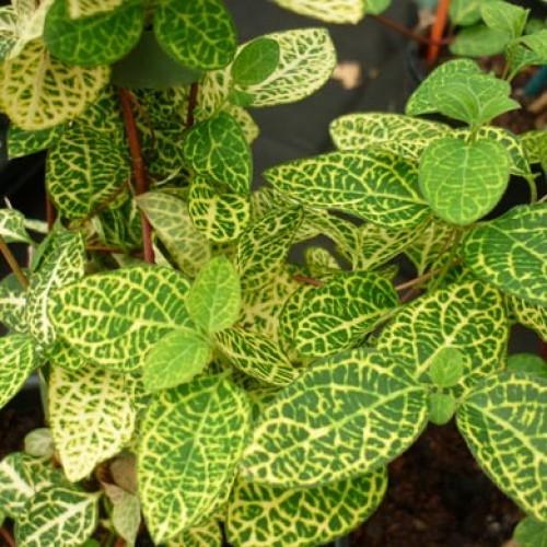 Lonicera "Aureoreticulata" 1.00 - 1.50 m /Lonicera japonica "Aureoreticulata"/ gradina-noastra