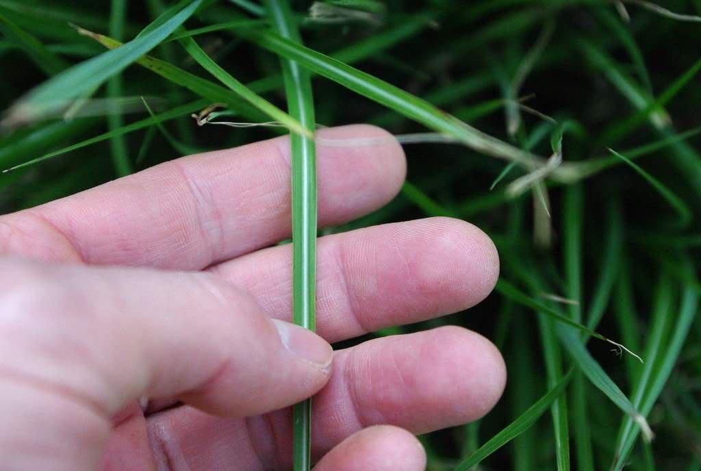 Iarba elefantului "Adagio" 1.00 - 1.50 m / Miscanthus sinensis "Adagio" / gradina-noastra