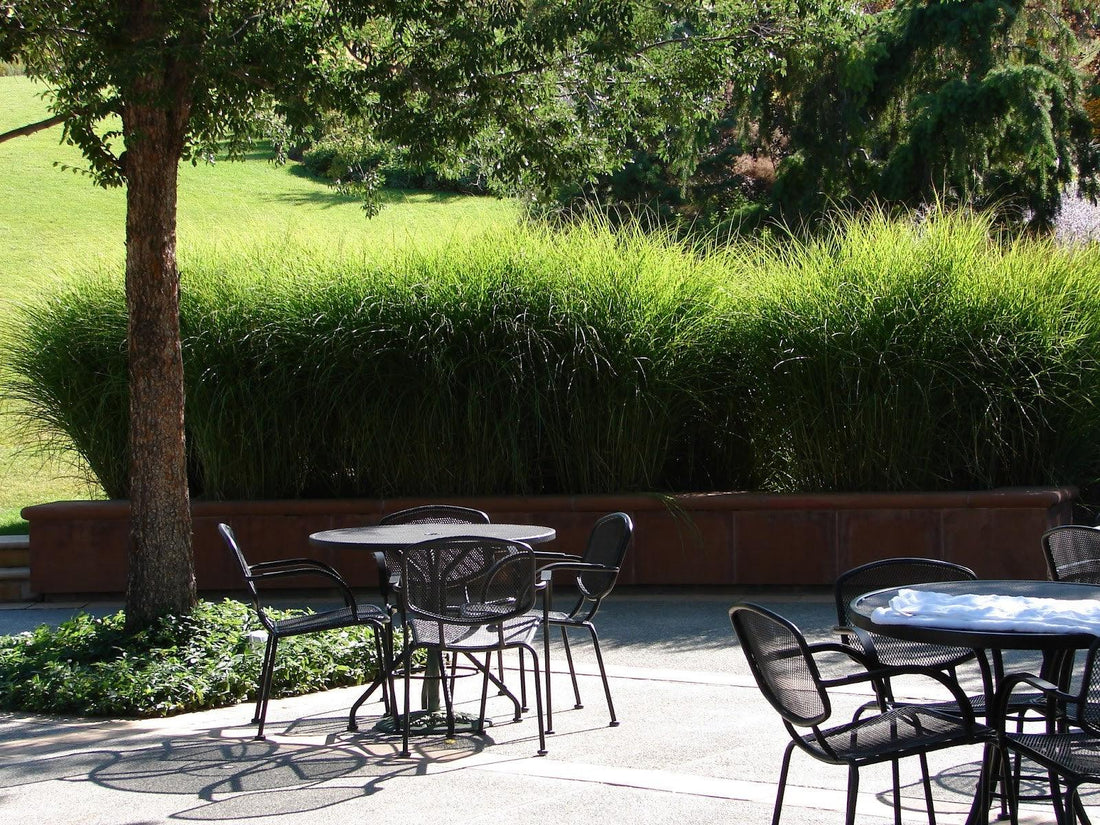 Iarba elefantului "Adagio" 1.00 - 1.50 m / Miscanthus sinensis "Adagio" / gradina-noastra