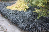Iarba neagra "Black Dragon" 0.10 - 0.20 m / Ophiopogon "Black Dragon"/ gradina-noastra